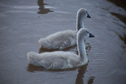 Swan_Shropshire_Union_Canal-042.jpg