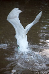 Swan_Shropshire_Union_Canal-044.jpg