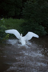 Swan_Shropshire_Union_Canal-047.jpg