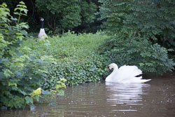 Swan_Shropshire_Union_Canal-050.jpg