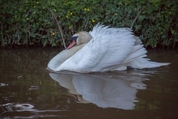 Swan_Shropshire_Union_Canal-056.jpg