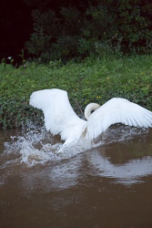 Swan_Shropshire_Union_Canal-058.jpg