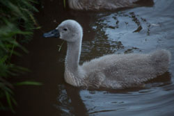 Swan_Shropshire_Union_Canal-066.jpg