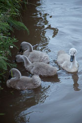 Swan_Shropshire_Union_Canal-067.jpg