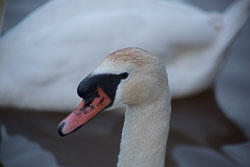 Swan_Shropshire_Union_Canal-069.jpg