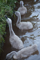Swan_Shropshire_Union_Canal-070.jpg