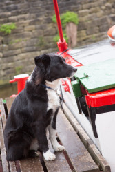 2016_Skipton_Canal_Festival