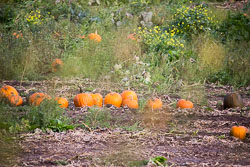 GUC_Pumpkins-002.jpg