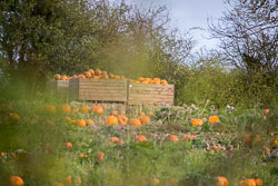 GUC_Pumpkins-003.jpg