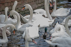 River_Avon_Swans-001.jpg