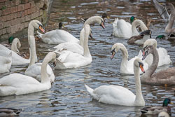River_Avon_Swans-002.jpg