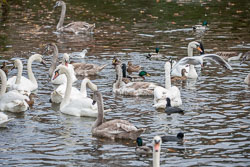River_Avon_Swans-003.jpg