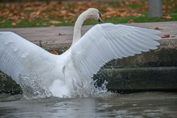 SUAC_Bancroft_Basin_Stratford-Upon-Avon-027.jpg