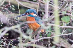 SUAC_Kingfisher-005.jpg