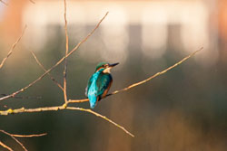 SUAC_Kingfisher-102.jpg