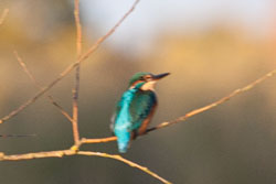 SUAC_Kingfisher-103.jpg