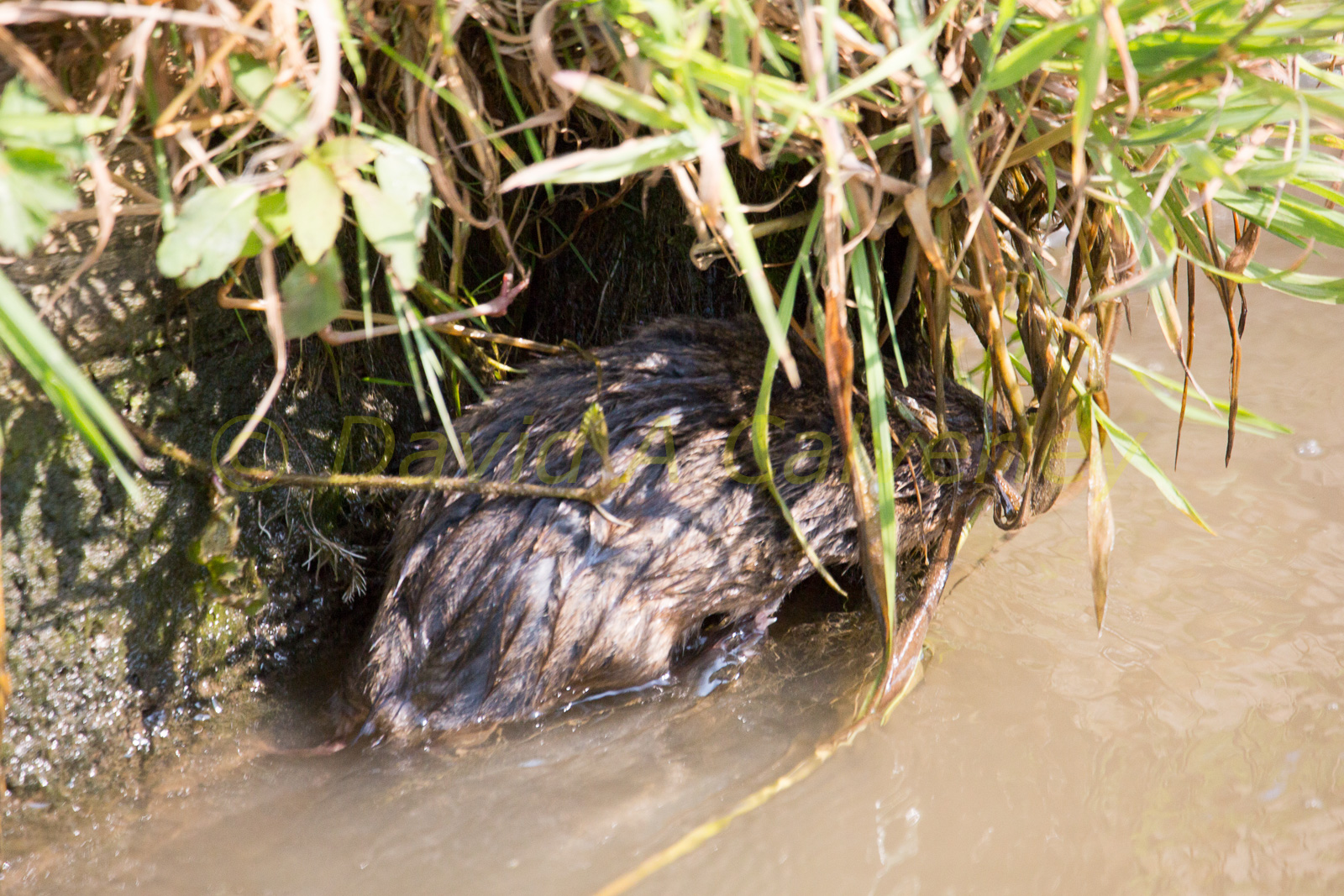 Ashby_De_La_Zouch_Canal-010.jpg