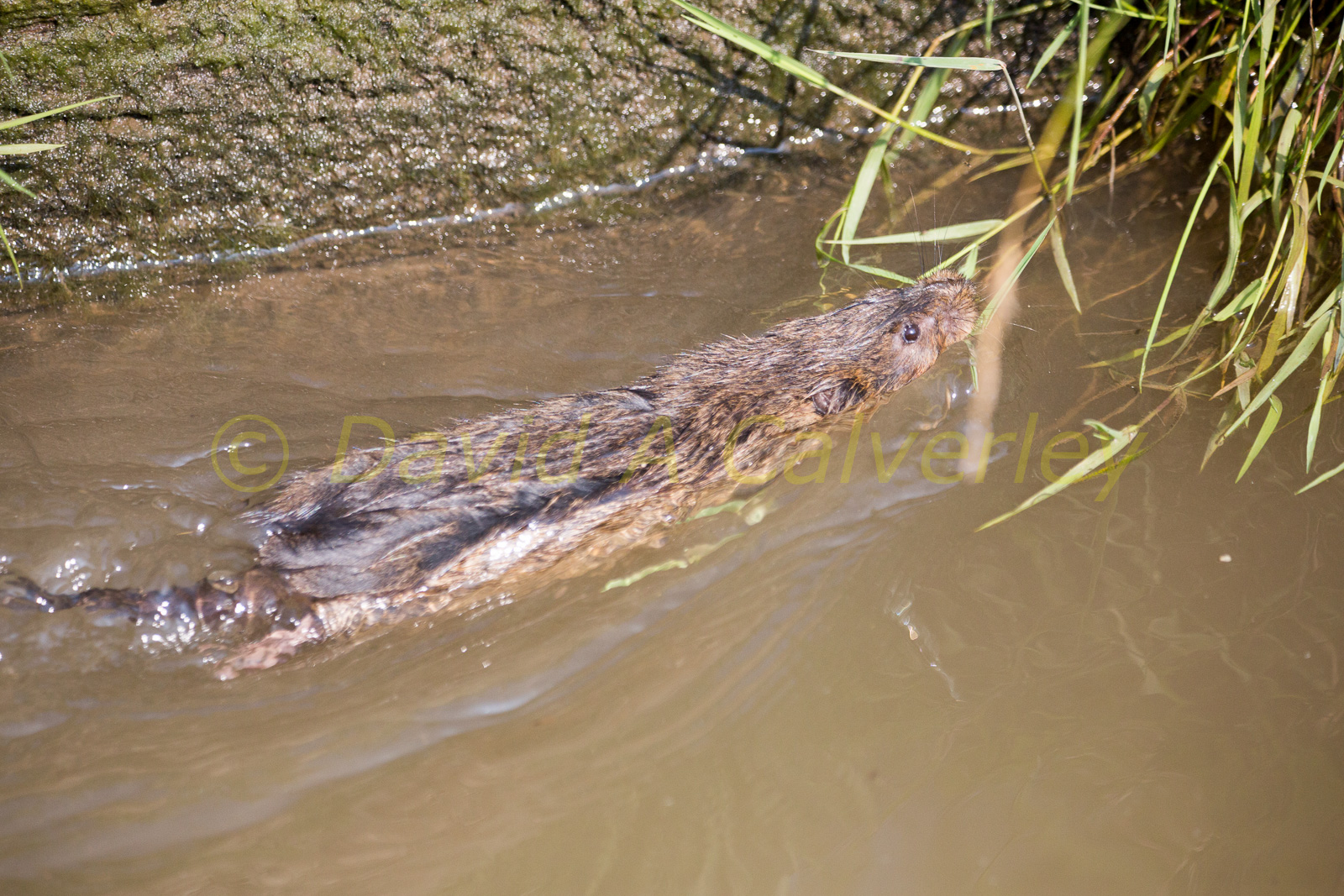 Ashby_De_La_Zouch_Canal-013.jpg