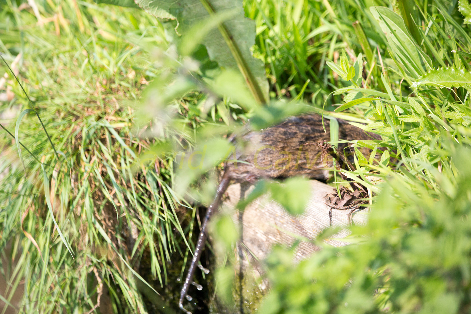 Ashby_De_La_Zouch_Canal-015.jpg