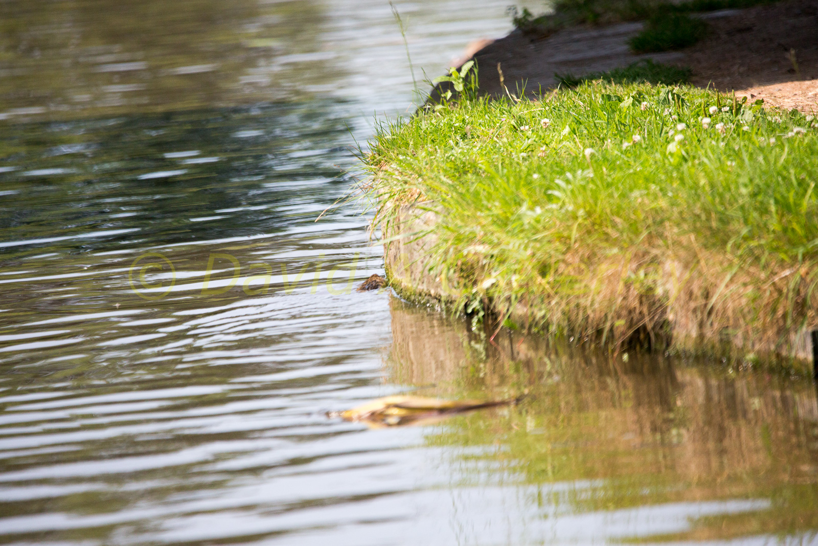 Ashby_De_La_Zouch_Canal-021.jpg
