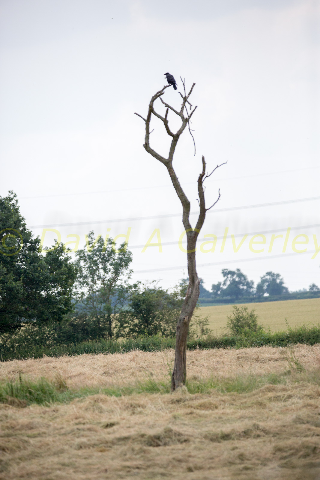 Ashby_De_La_Zouch_Canal-060.jpg