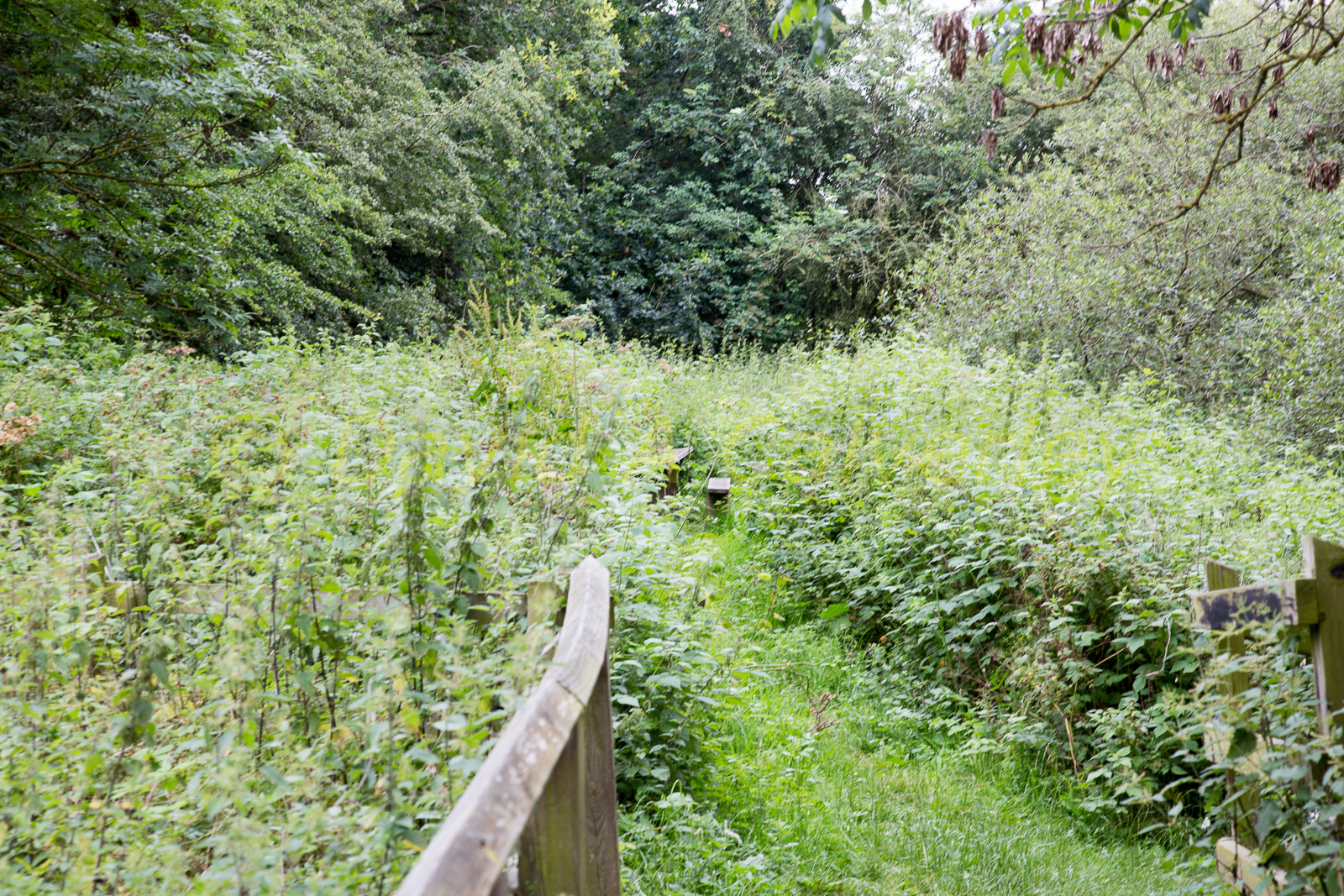 Ashby_De_La_Zouch_Canal-127.jpg