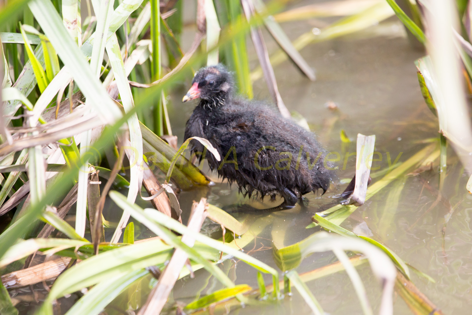 Ashby_De_La_Zouch_Canal-147.jpg