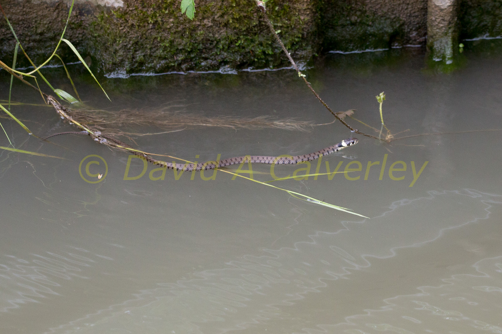 Ashby_De_La_Zouch_Canal-172.jpg