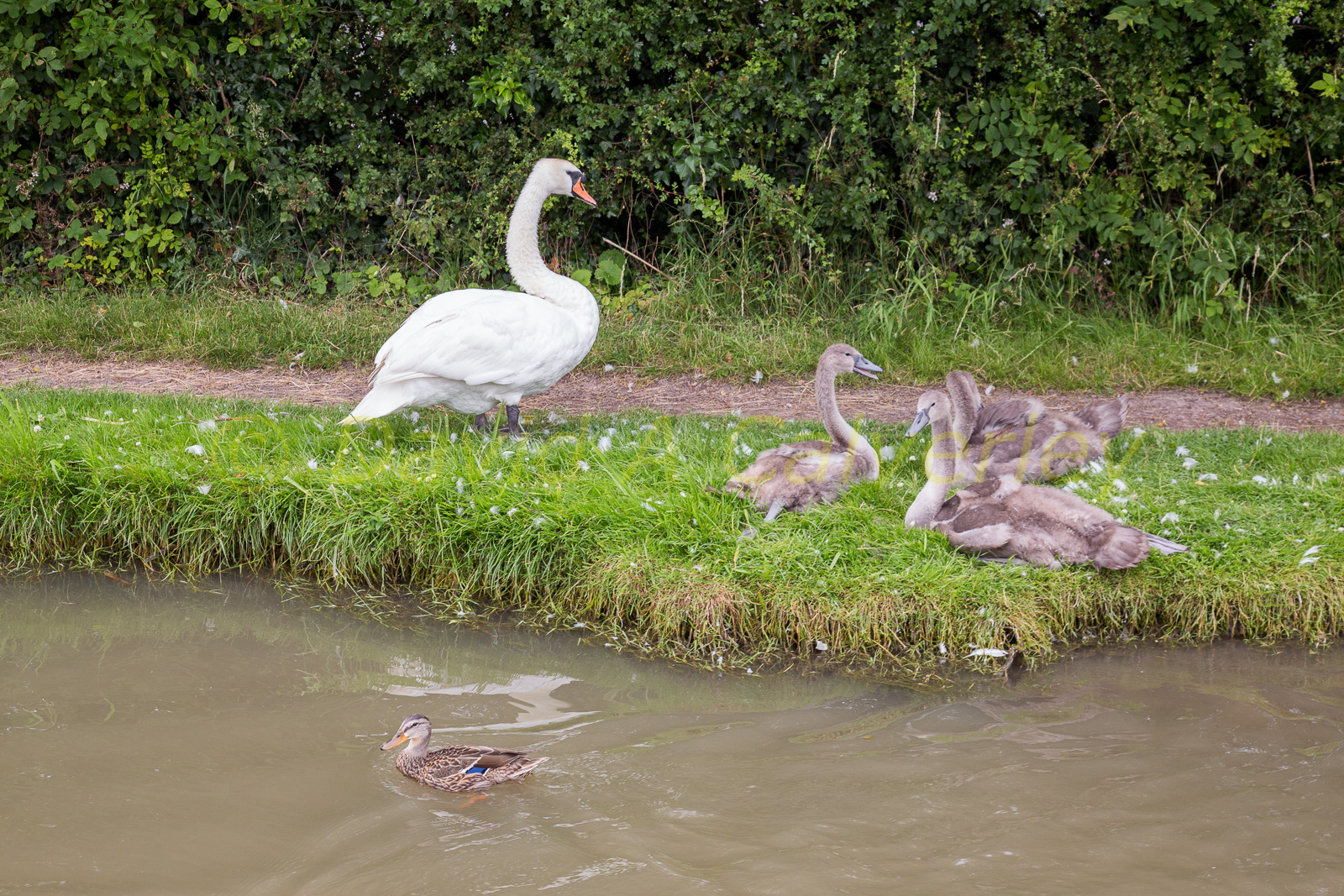 Ashby_De_La_Zouch_Canal-180.jpg