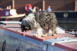 2019_Sheffield_And_Tinsley_Canal_Bicentenary-349.jpg