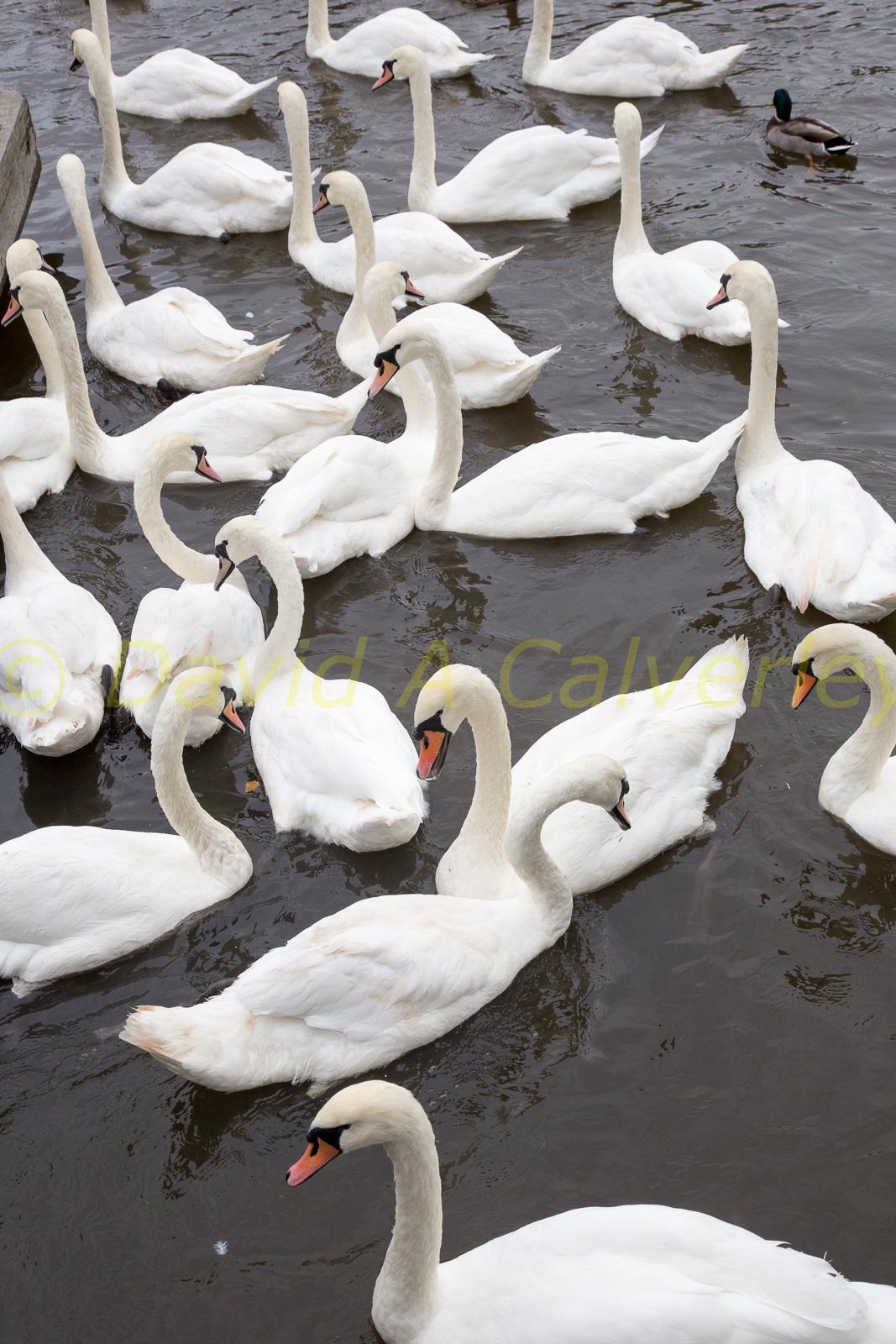 Stratford_Upon_Avon_Canal-3088.jpg