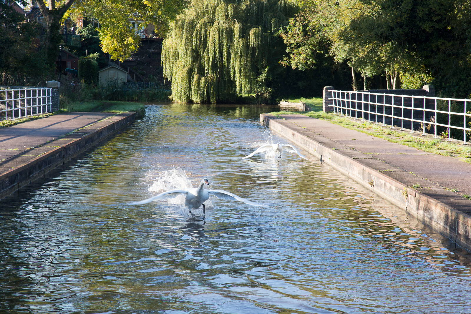 Trent_-_Mersey_Canal-3019.jpg