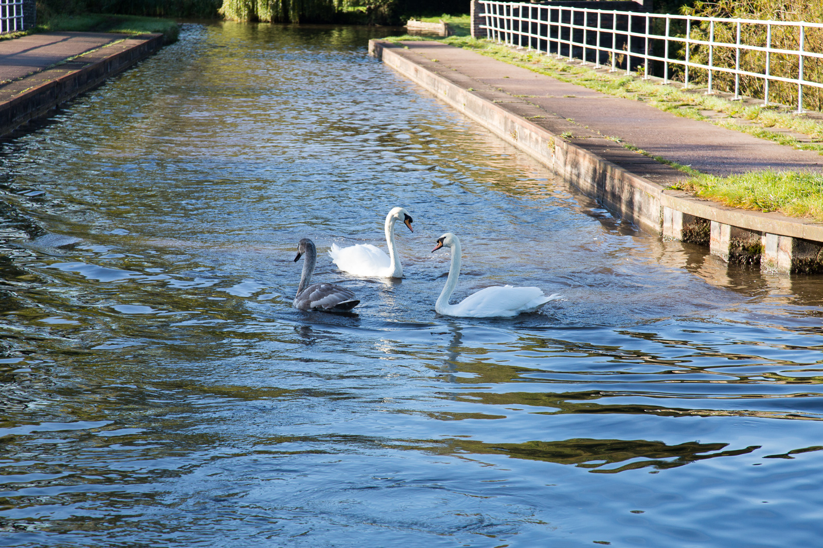 Trent_-_Mersey_Canal-3021.jpg