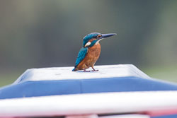 Coventry_Canal-3108.jpg