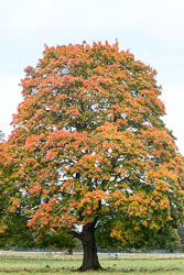 Shugborough_Hall-005.jpg