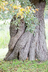 Shugborough_Hall-055.jpg