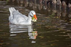 Snow_Goose-016.jpg