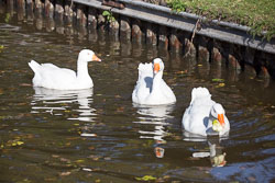 Snow_Goose-017.jpg