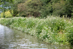 2024_June_Trent_and_Mersey