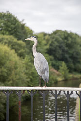 Heron-356.jpg
