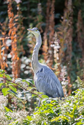 Heron-344.jpg