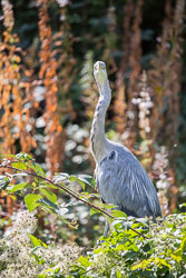 Heron-345.jpg