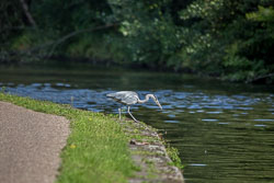 Heron-346.jpg