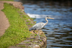 Heron-347.jpg