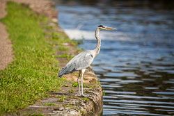 Heron-348.jpg