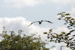 Heron-318.jpg