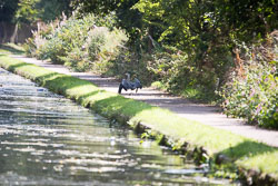 Heron-321.jpg