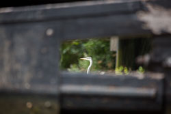 Heron-325.jpg