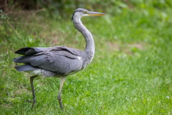 Heron-336.jpg
