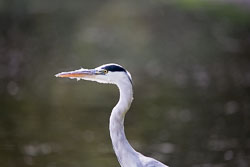 Heron-338.jpg